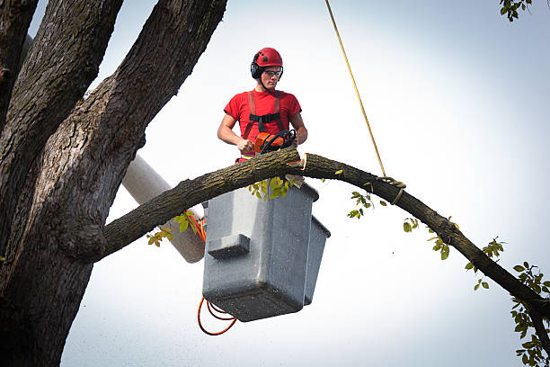 Professional Tree Service in Snead, AL